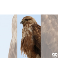 گونه سارگپه پا بلند Long-legged Buzzard